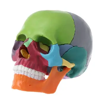  15pcs / комплект разглобен цвят череп анатомичен модел подвижен медицински teachi 1
