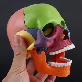  15pcs / комплект разглобен цвят череп анатомичен модел подвижен медицински teachi 2