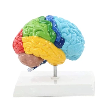 Дясното полукълбо на мозъка Човешкото тяло Модел 1: 1 За студент преподаване проучване сглобяване модел