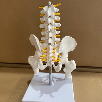 1/2 Човешки таз в реален размер с пет лумбални прешлена и бедрена кост Модел Ортопедия Гръбначен стълб Модел на гръбначния стълб Анатомия на скелета Направи си сам